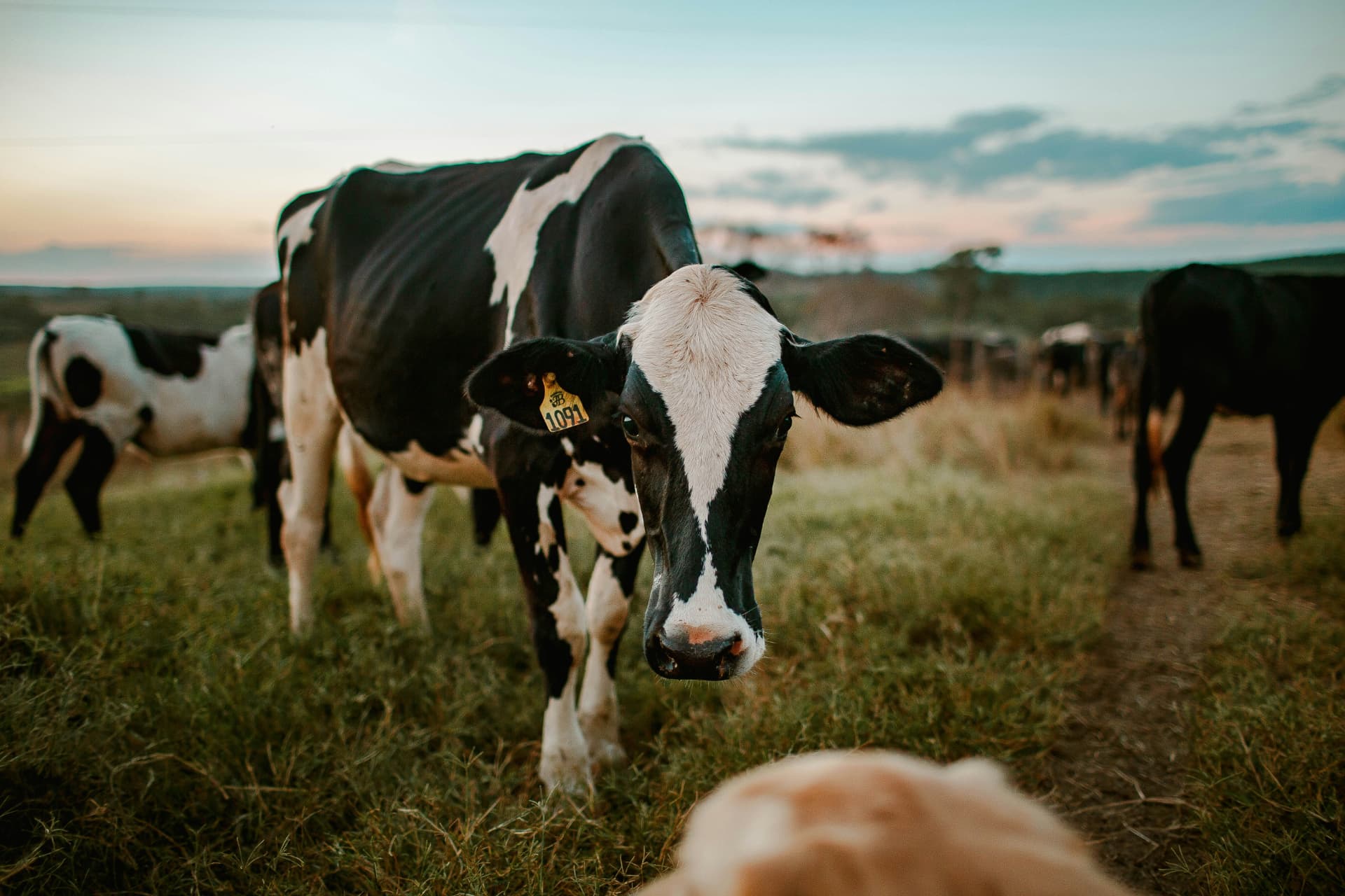 Farm life